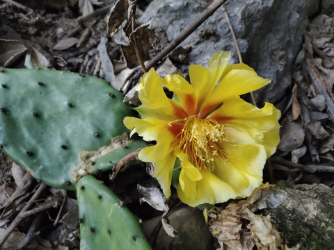 仙人掌花