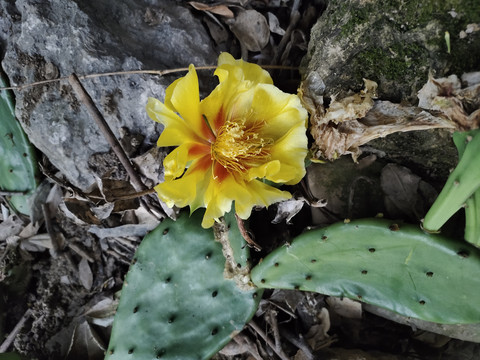 仙人掌花儿开