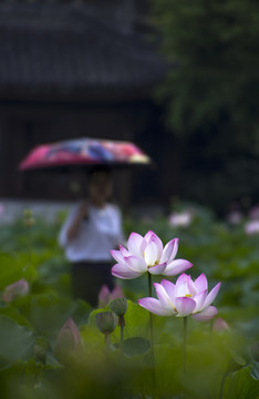 荷花盛开