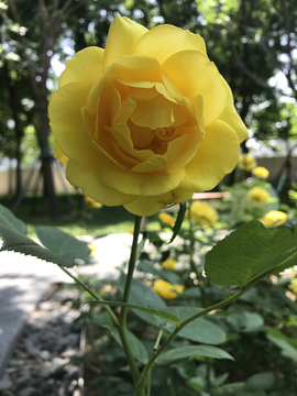 黄玫瑰