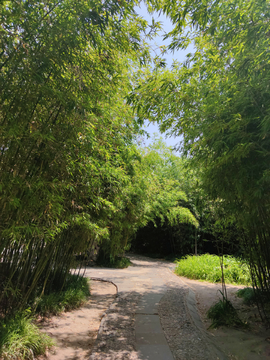竹林路竹海