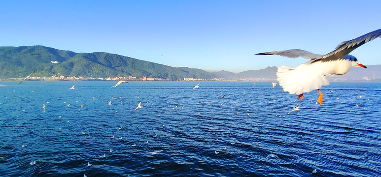 广角湖面上翱翔中的海鸥