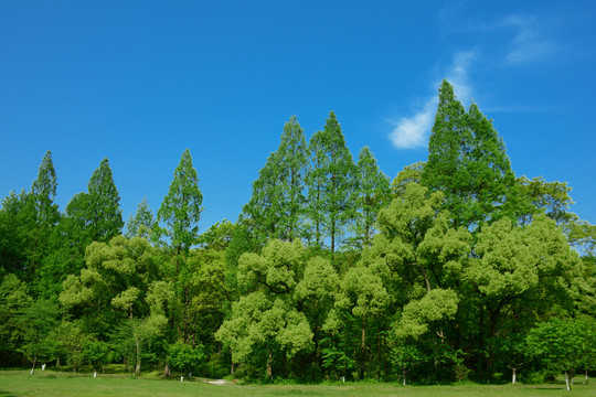 阳光绿树林森林绿草地