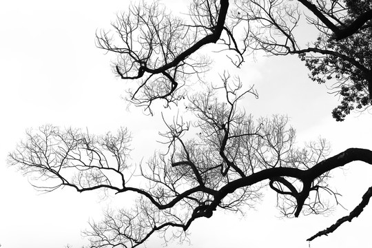 黑白树枝树干剪影
