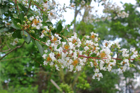 白色树花