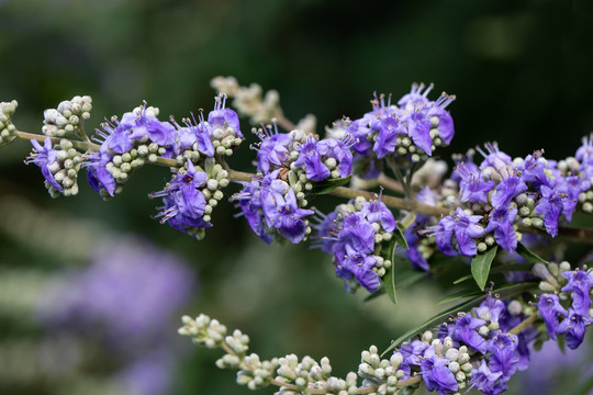 穗花牡荆