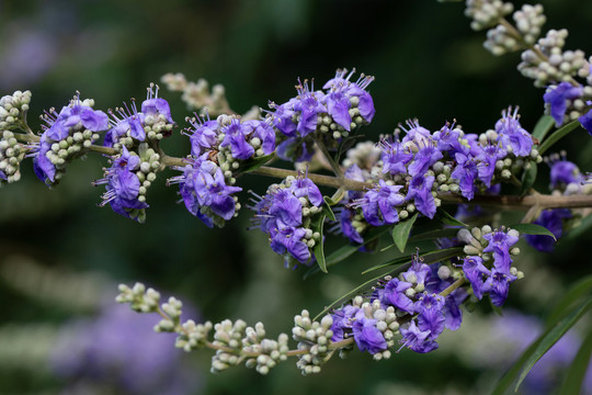 穗花牡荆