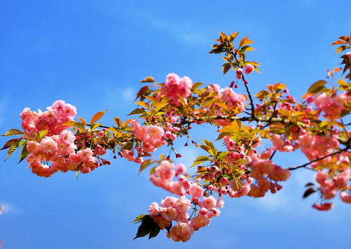 大石门樱花油菜花BL