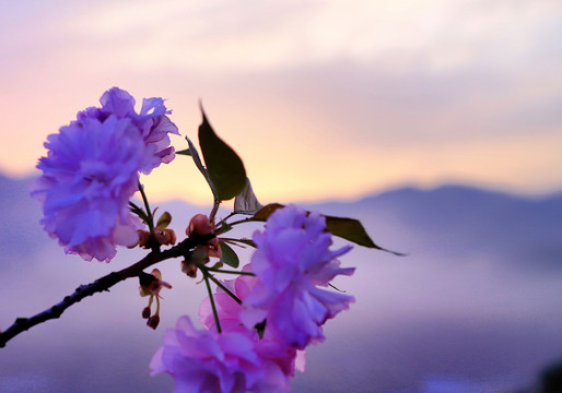 大石门樱花油菜花BQ