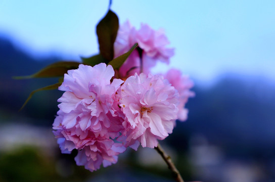 大石门樱花油菜花BU