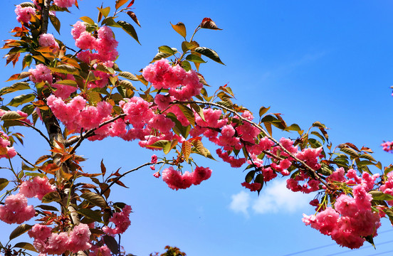 大石门樱花油菜花BY