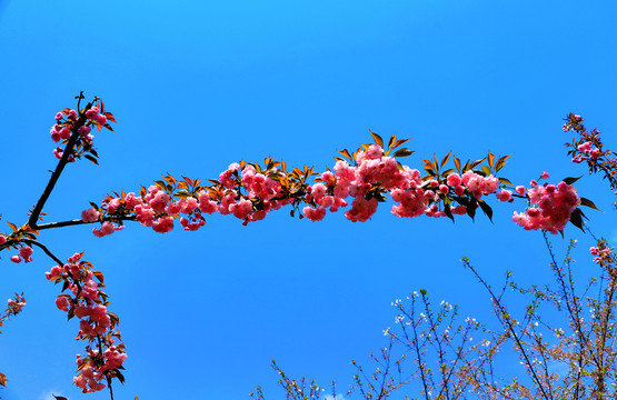 大石门樱花油菜花BZ