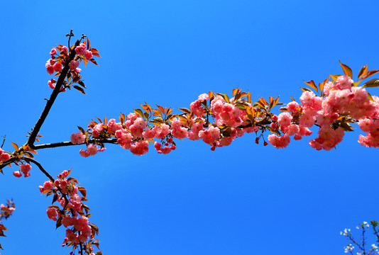 大石门樱花油菜花CA