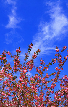 大石门樱花油菜花L