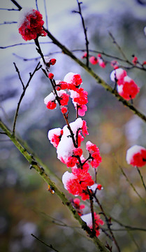 大石门樱花油菜花Y