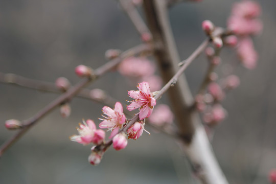 兵营桃花N