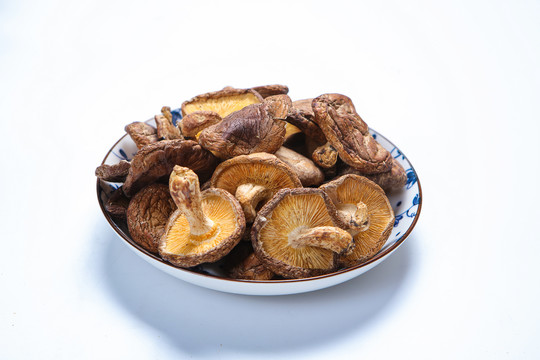 香菇菌