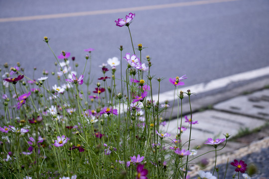 格桑花