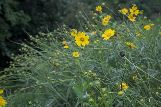 金鸡菊