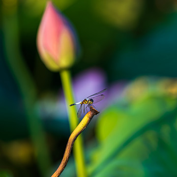 荷花与蜻蜓特写