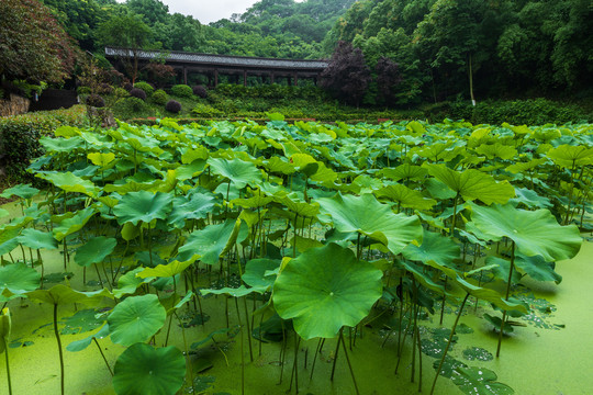 重庆华岩寺公园七步荷塘里的荷叶