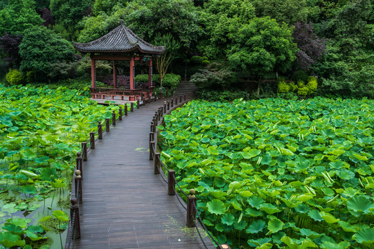 重庆华岩寺公园七步荷塘里的荷叶