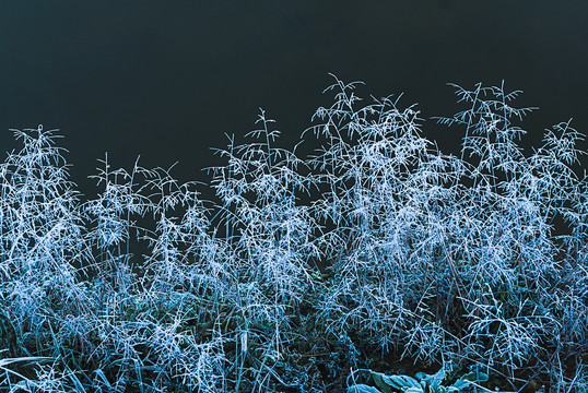 冬天野外野草的挂霜