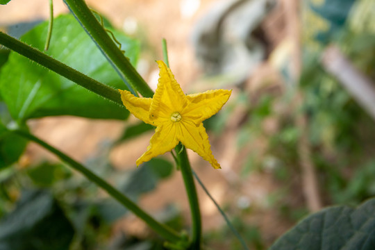 甜瓜花