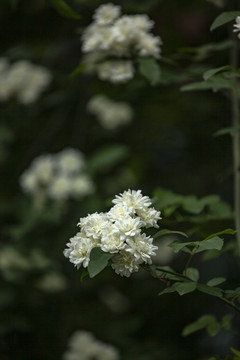 木香花