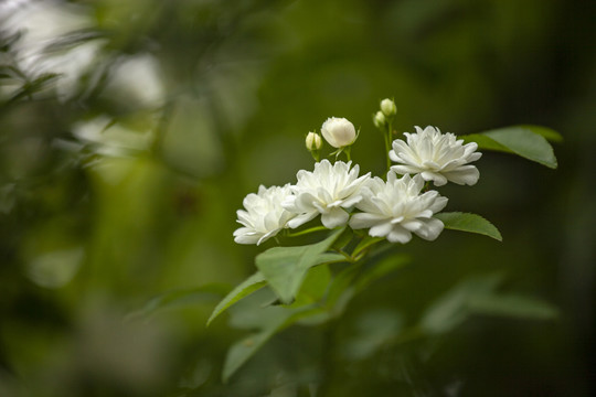 木香花