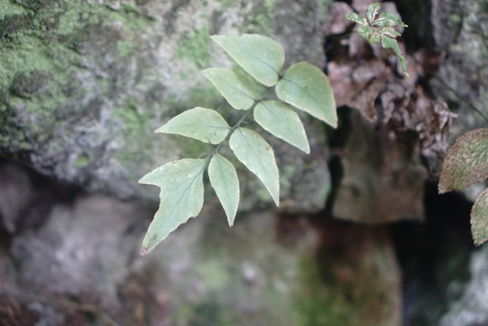 岩石上的绿色枝叶