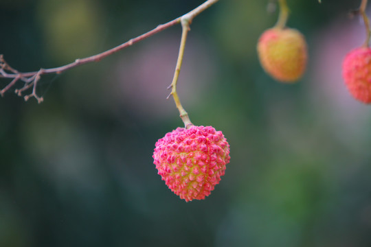 桂味荔枝