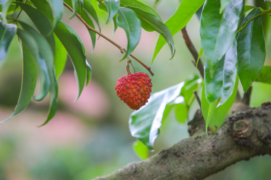 荔枝