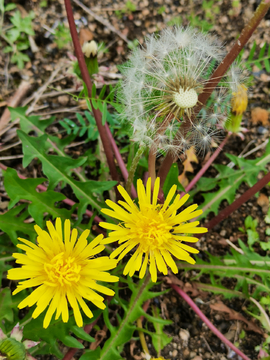 蒲公英花开的季节