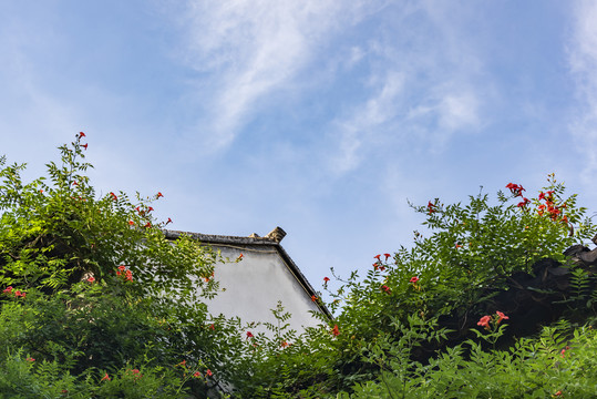 古建筑屋檐凌霄花