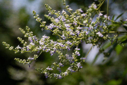 荆条花