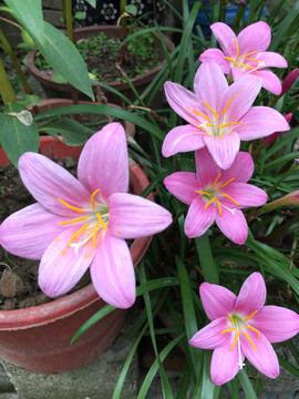 风雨花