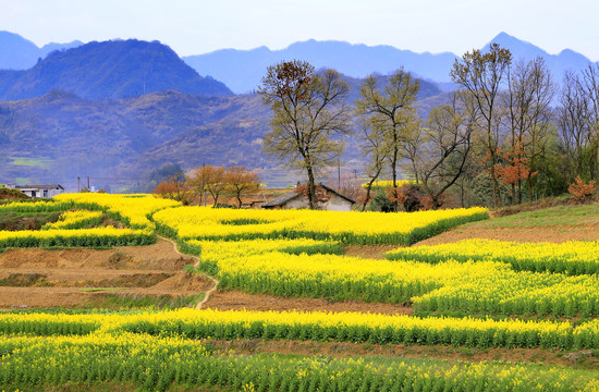 油菜花DH