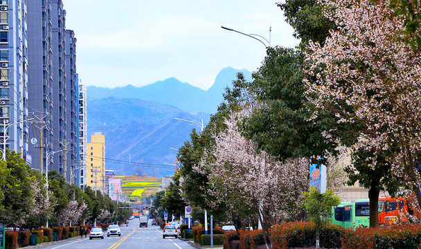 油菜栅花BU