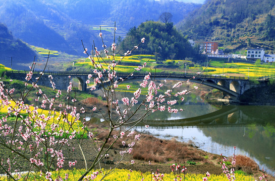 油菜栅花L