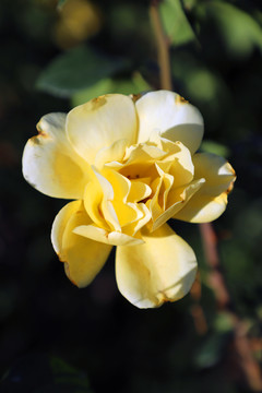 黄玫瑰高清大图