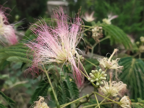 雨树开花