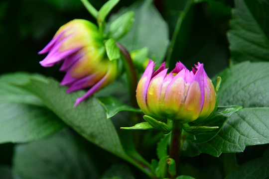 大丽花花蕾