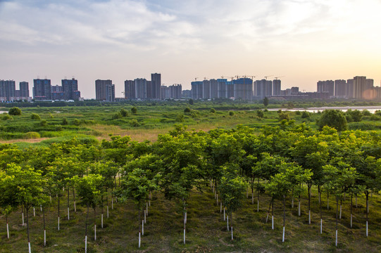 渭河晨曦