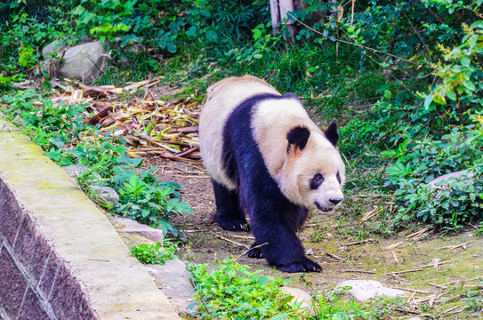 散步的大熊猫