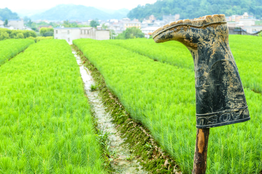 松树松树苗