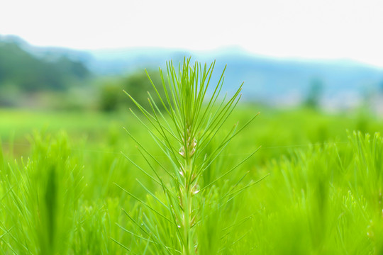 松树松树苗