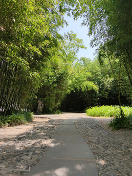 竹林小路竹海