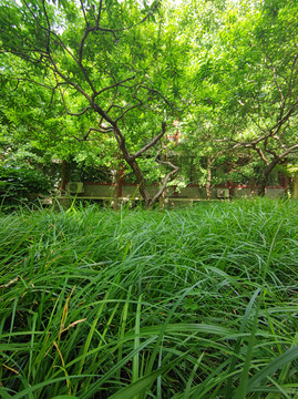 草地绿荫