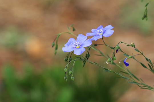 亚麻花